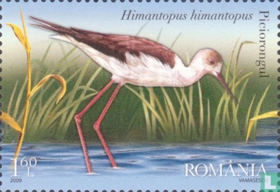 Vogels in de Donaudelta - Afbeelding 1