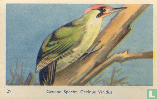 Groene Specht. Cecinus Viridus - Image 1
