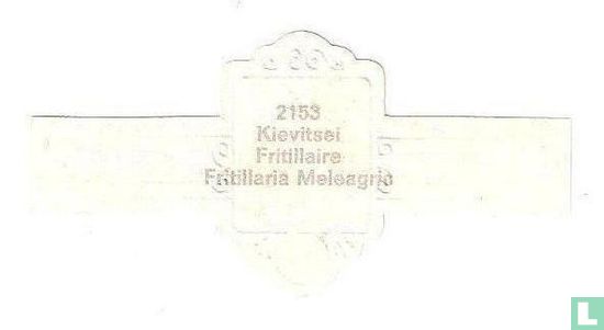 Kievitsei - Fritillaria Meleagris - Image 2