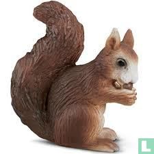 Squirrel - eating