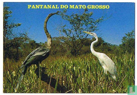 Pantanal do mato grosso - Pantanal Matogrossense - Brasil