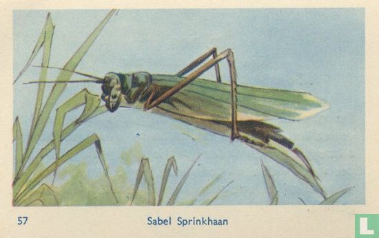 Sabel Sprinkhaan - Image 1
