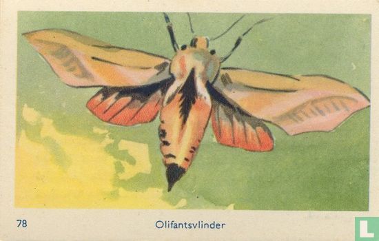 Olifantsvlinder - Image 1
