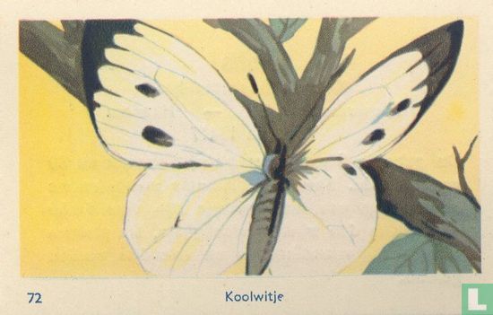 Koolwitje - Image 1