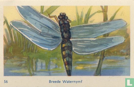 Breede Waternymf - Image 1