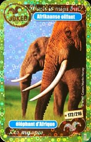 afrikaanse olifant