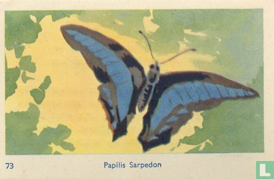 Papilis Sarpedon - Image 1
