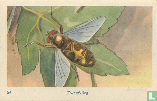 Zweefvlieg - Image 1