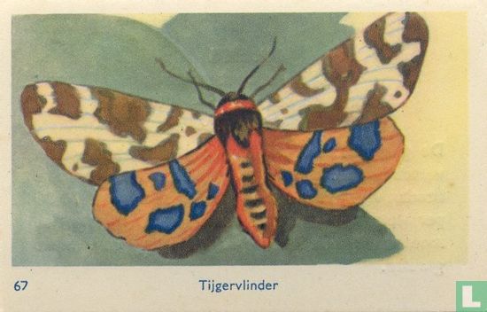 Tijgervlinder - Image 1