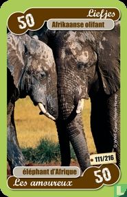 afrikaanse olifant