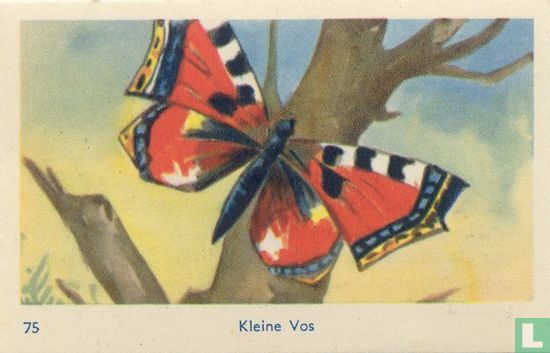 Kleine Vos - Image 1