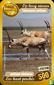tibetaanse antilope
