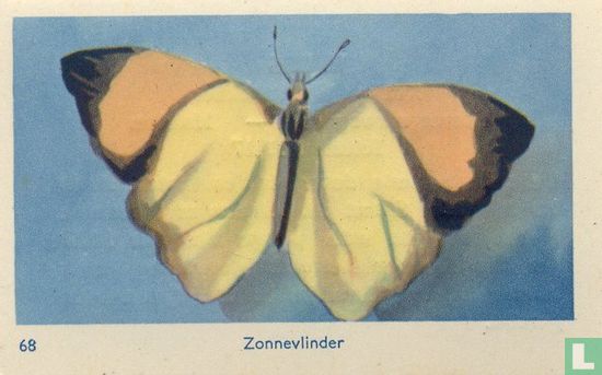 Zonnevlinder - Image 1