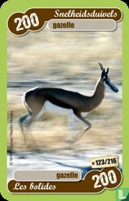 gazelle