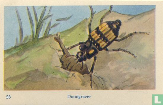 Doodgraver - Image 1