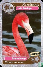 silver star : flamingo