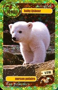 Baby ijsbeer