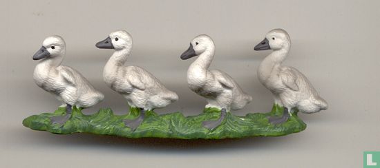 Swan Chicks