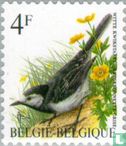 White wagtail - Image 1