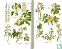 Encyclopedie van de medicinale planten - Image 3