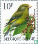 European greenfinch - Image 1