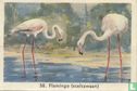 Flamingo (steltzwaan) - Image 1