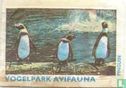 Pinguin - Vogelpark Avifauna - Bild 1