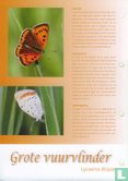 Butterflies in the Netherlands - Large Fire Butterfly - Image 3