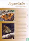 Butterflies in the Netherlands - Argus Butterfly - Image 3