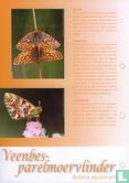 Butterflies in the Netherlands - Cranberry fritillary - Image 3