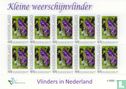 Butterflies in the Netherlands - Kleine Weerschijnvlinder - Image 1