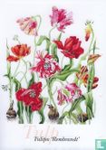Janneke Brinkman-Tulips - Image 3