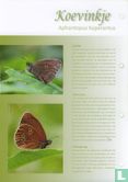 Butterflies in the Netherlands - Koevinkje - Image 3