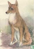 Australische dingo - Image 1
