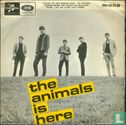 The Animals is Here - Image 1