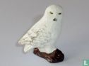 Snowy Owl - Image 1