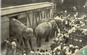 Ringling's olifanten verlaten bij aankomst van het circus hun speciale reiswagon - Image 1