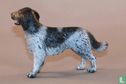 Longhaired Pointer - Image 2
