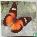 Troetels (butterfly) - Image 2