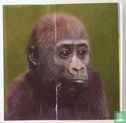 Tassels (Gorilla) - Image 2