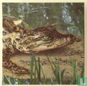 Troetels (Krokodil) - Afbeelding 2
