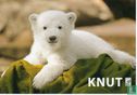 Knut (02) - Afbeelding 1