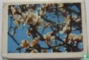 "Almond Blossom" - Afbeelding 2