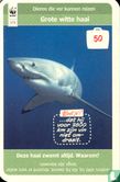 Grote witte haai - Image 1