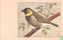 Kleine Cubavink / Petit Chanteur de Cuba / Kleiner Kubafink / Cuban Finch / Euethia canore - Afbeelding 1