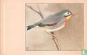 Japanse Nachtegaal / Rossignol du Japon / Sonnenvogel / Pekin Robin / Liotrix lutea - Afbeelding 1