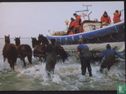 Lancering reddingsboot met paarden - Ameland - Afbeelding 1