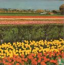 Springtime in Holland - Bild 2