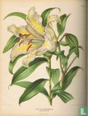Nederlandsche flora en pomona - Image 3