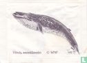 Vinvis,  wereldzeeën - Image 1